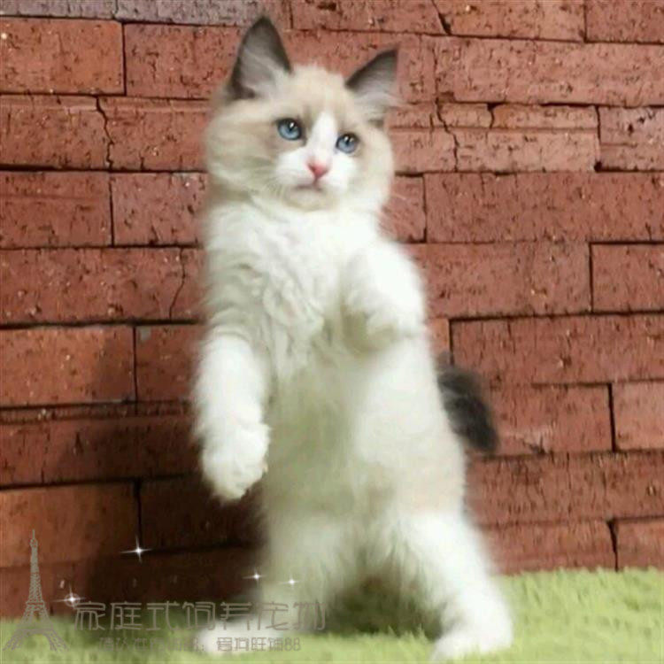 出售宠物猫咪美国布偶猫幼崽布偶猫纯种活体幼猫小猫血统蓝双色p