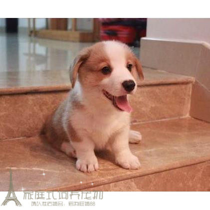 宽鼻缝好品相纯种柯基犬幼犬活体宠物狗双色两色支持支付宝上海p