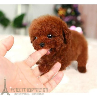 赛级红泰迪幼犬茶杯长不大的泰迪狗玩具型迷你赛级灰色贵宾p