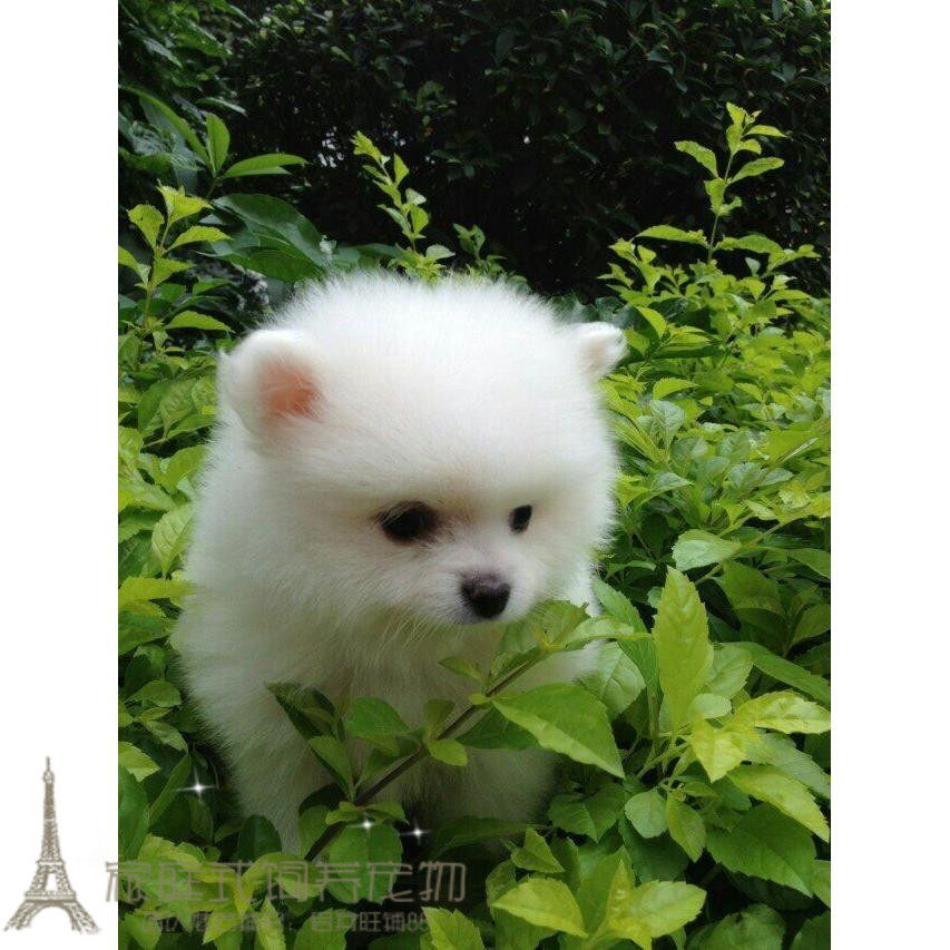 纯白色博美犬纯种茶杯博美日本俊介袖珍球体博美幼犬狗pp