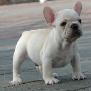 cku纯种奶油白法国斗牛犬幼犬宠物狗奶油法斗包健康签协议p