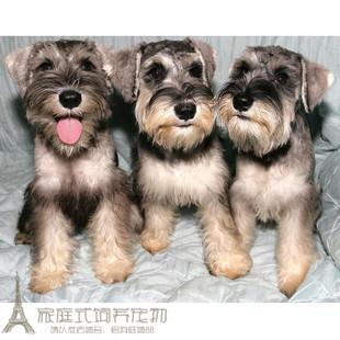 家养出售纯种雪纳瑞犬幼犬活体雪纳瑞狗纯种雪纳瑞宠物狗狗赛级w