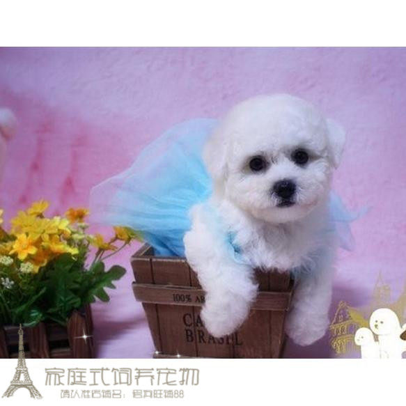 纯种活体法国卷毛比熊犬幼犬茶杯犬迷你型家养赛级幼狗比熊犬4p