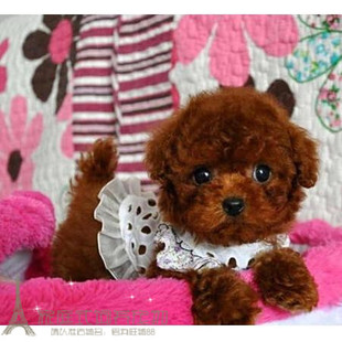 赛级红泰迪幼犬茶杯纯种活体泰迪狗玩具型迷你赛级灰色贵宾71p