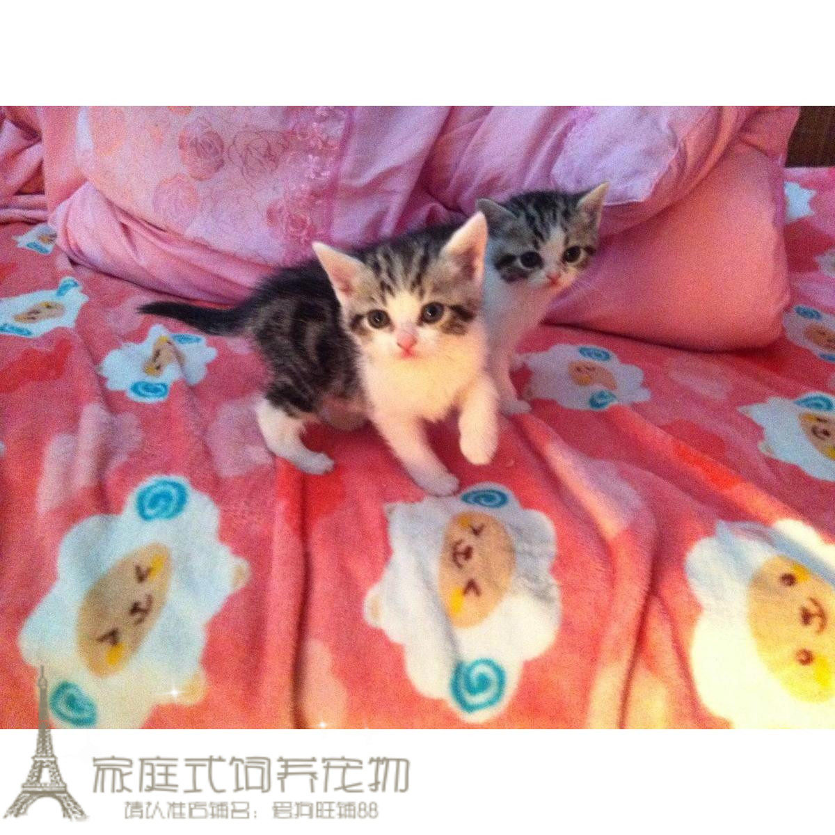 美国短毛猫 纯种宠物猫 银虎斑加白短毛猫 美短加白 宠物幼猫p