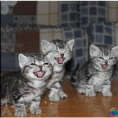 宠物猫p 小猫 美国短毛猫银虎斑幼猫活体纯种美国短毛猫 起司猫