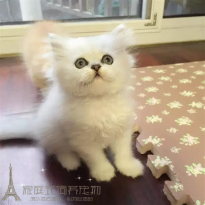 金吉拉活体长毛猫