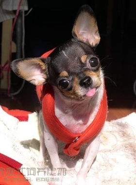 三色墨西哥袖珍活体吉娃娃幼犬