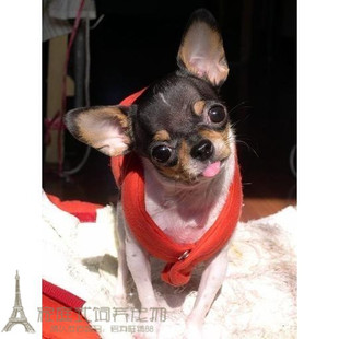 家养漂亮三色吉娃娃犬纯种墨西哥袖珍吉娃娃幼犬活体宠物狗p