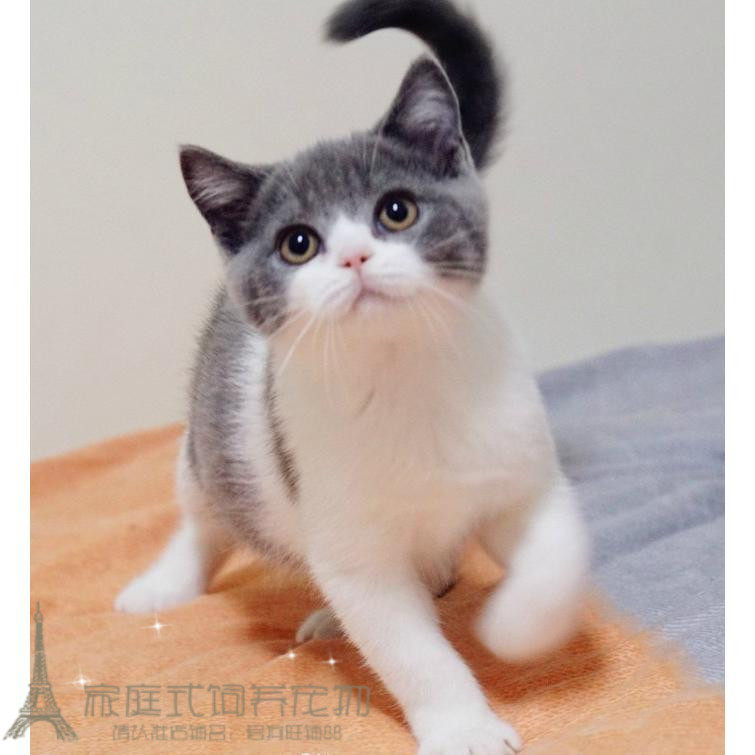 赛级立耳猫蓝白猫英短蓝白活体幼猫纯种英国短毛猫蓝白双色英短p