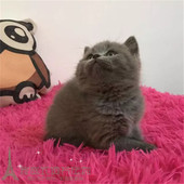 英短银渐层英国短毛猫纯种家养渐层幼猫折耳渐层宠物猫家庭饲养p