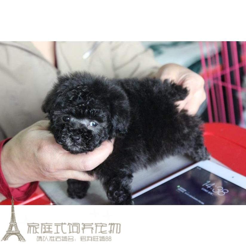 出售纯种茶杯犬灰色泰迪犬幼犬灰色贵宾犬灰贵宠物狗