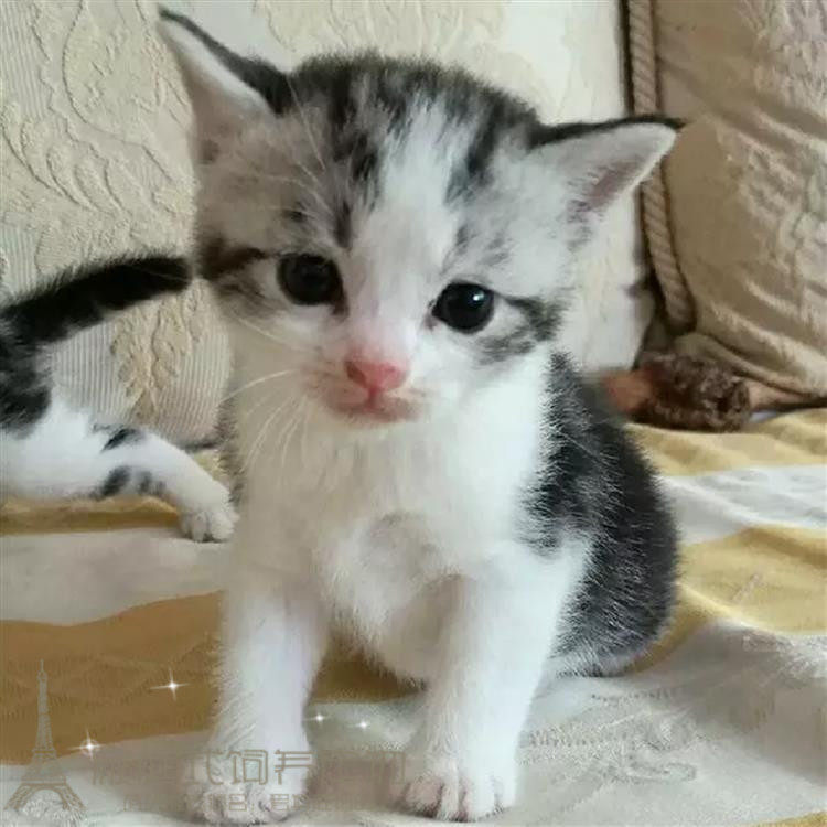 上海出售美国短毛猫纯种宠物猫银虎斑短毛猫美短加白猫宠物幼猫p