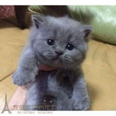 英短蓝猫英国猫英短宠物猫弟弟蓝猫蓝白猫短毛猫宠物猫支持上门p