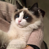 布偶猫宠物猫纯种活体家养幼猫幼崽布偶猫幼猫海豹双色小猫咪p