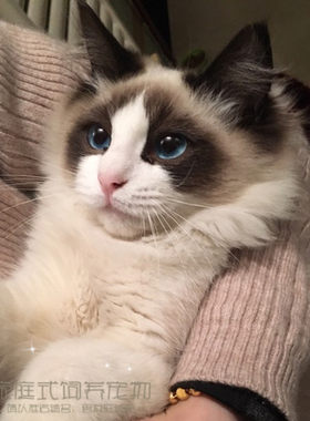 纯种活体幼崽海豹双色小猫咪