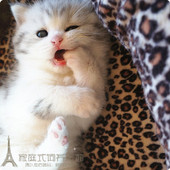 家庭式 猫舍出售纯种英短银渐层英国短毛猫英短渐层幼猫活体猫p