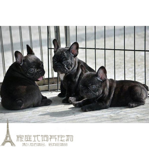 纯种活体法国斗牛犬幼犬法斗狗狗法牛宠物犬黑色虎皮虎斑活体g