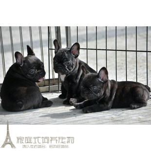 纯种活体法国斗牛犬幼犬法斗狗狗法牛宠物犬黑色虎皮虎斑活体p