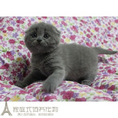 赛级纯种英短蓝猫 英国短毛猫幼猫活体纯种出售p 折耳包子脸蓝猫
