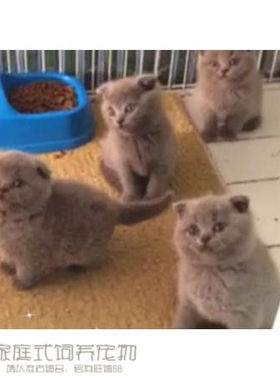 包子脸蓝色纯种活体英国短毛猫