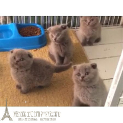 包子脸蓝色纯种活体英国短毛猫