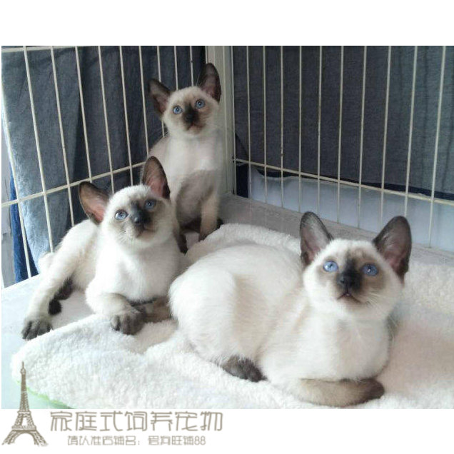 泰国暹罗猫活体幼猫纯种宠物猫蓝眼挖煤猫暹罗幼猫上海支持视频p