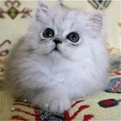 金吉拉幼猫纯种家养长毛猫纯种金吉拉宠物猫活体纯白猫银渐层p