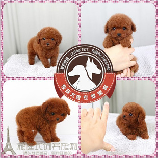 适合家养纯种泰迪幼犬宠物狗狗小体红贵宾茶杯犬包健康p