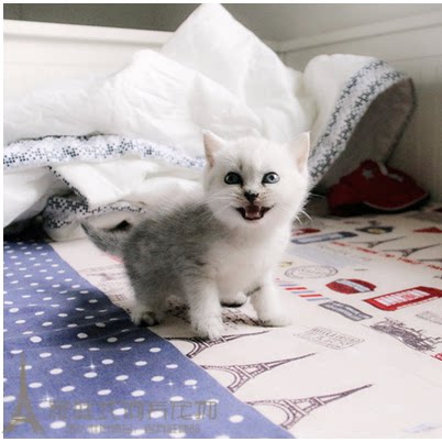 自家繁殖纯种英国短毛猫银渐层折耳幼猫 英短 活体猫猫p