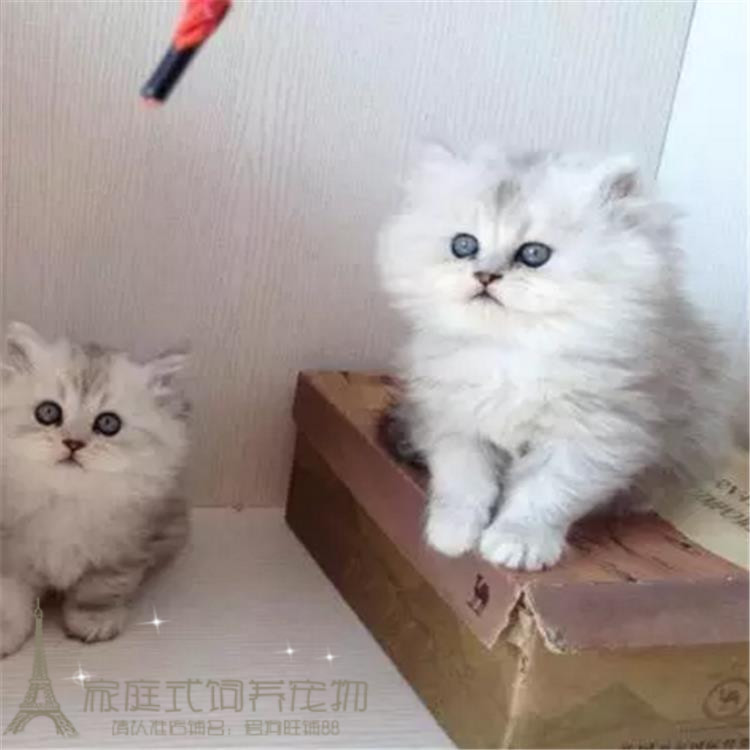 上海出售金吉拉纯种活体长毛猫
