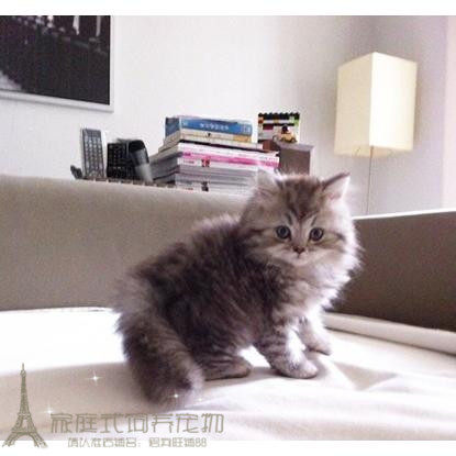 出售金色金吉拉幼猫纯种家养金吉拉宠物猫 金吉拉幼猫活体猫咪g