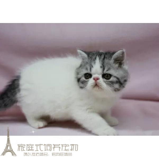 注册猫舍出售宠物猫活体异国短毛猫家养纯种加菲猫幼猫活体赛级g