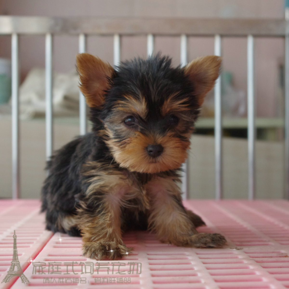 纯种约克夏幼犬金头银背公母都有约克夏梗活体茶杯迷你犬幼犬p