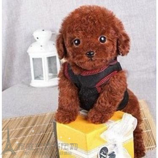 赛级红泰迪幼犬茶杯纯种活体泰迪狗玩具型迷你赛级灰色贵宾61p