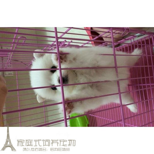 纯白色茶杯日本俊介袖珍博美幼犬