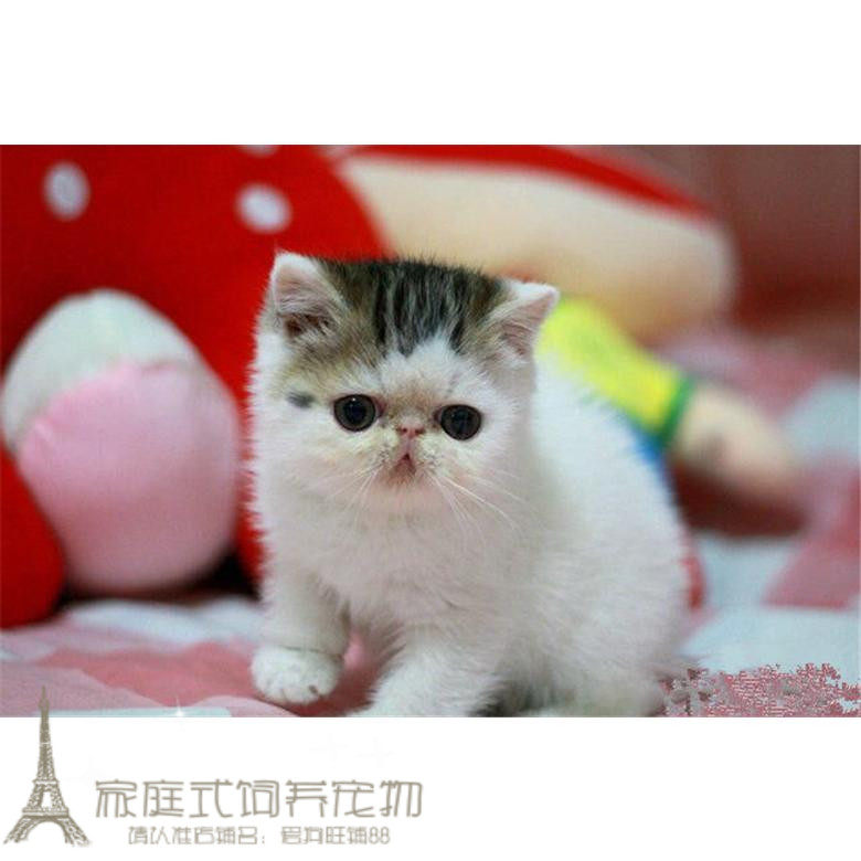 双血统加菲猫宠物猫咪异国短毛猫家养纯种短毛猫幼猫活体公猫g