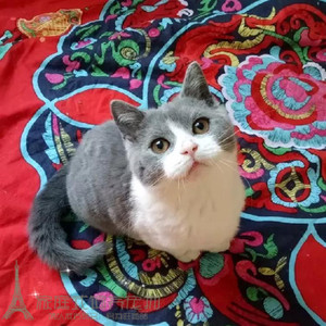 英短蓝白活体幼猫纯种蓝猫折立耳猫幼崽英国短毛猫家养宠物猫咪p