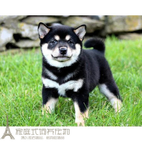 豆柴纯种黑色双血统活体日本柴犬