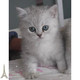 自家繁殖纯种英国短毛猫活体英短银渐层幼猫英短宠物猫活体p