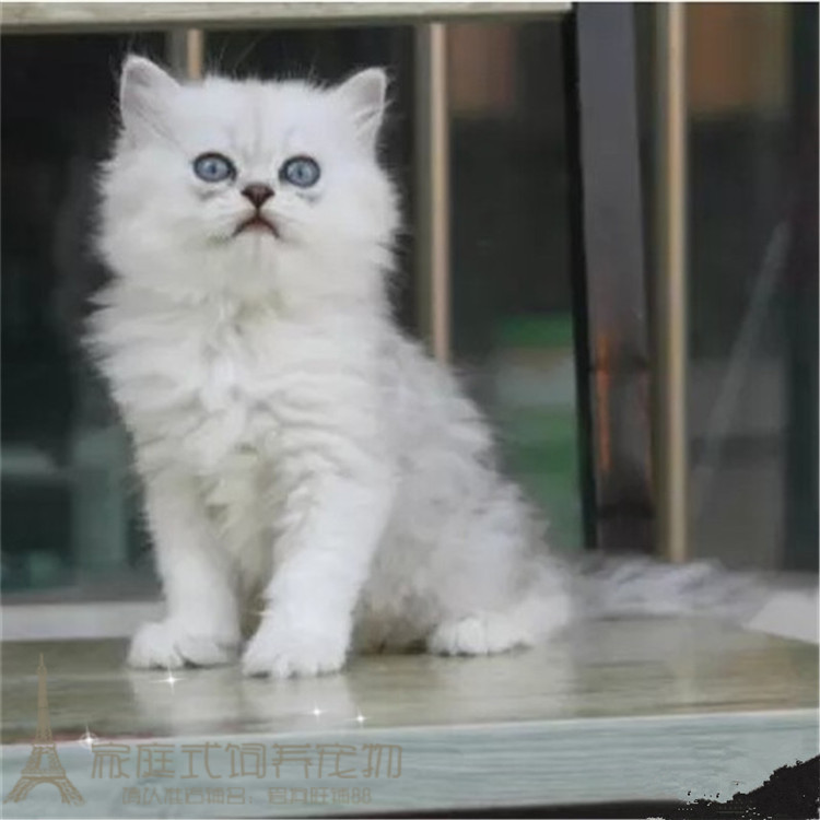出售金吉拉纯种银渐层活体长毛猫