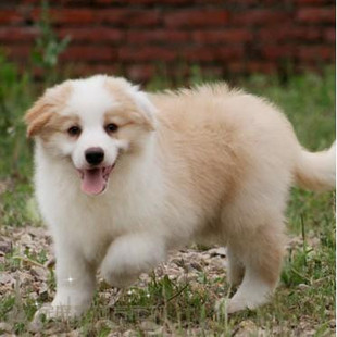 纯种边境牧羊犬纯种幼犬活体黄色边牧狗狗赛级血统七白到位出售p
