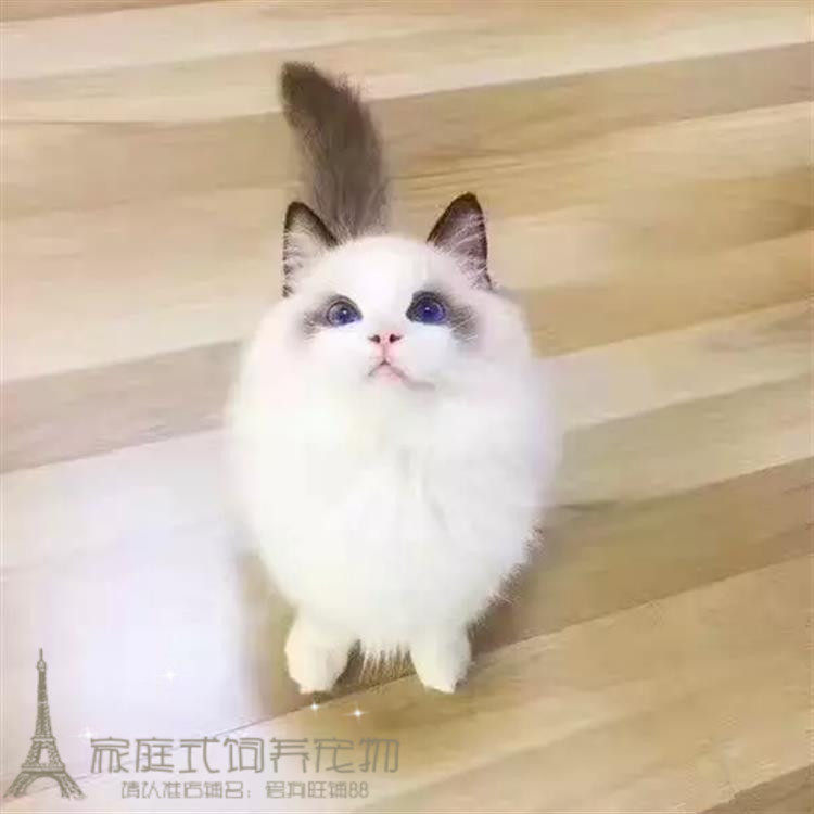 家庭猫舍出售布偶猫幼猫活体纯种美国布偶猫咪幼猫宠物猫纯血统p