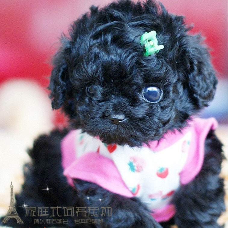 家养纯种玩具贵宾黑色泰迪犬幼犬泰迪图片实拍健康家养p
