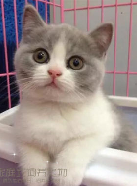 纯种蓝白活体英国短毛猫
