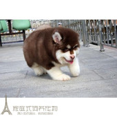 纯种活体巨型阿拉斯加雪橇犬幼犬烟灰色桃脸熊版 巨大阿拉斯加7p