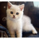 赛级幼猫活体纯种英国短毛猫幼猫活体英短银渐层宠物猫家养出售p