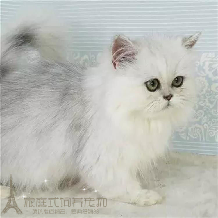 出售金吉拉幼猫活体宠物金吉拉猫纯种金吉拉家养渐层色金吉拉公g