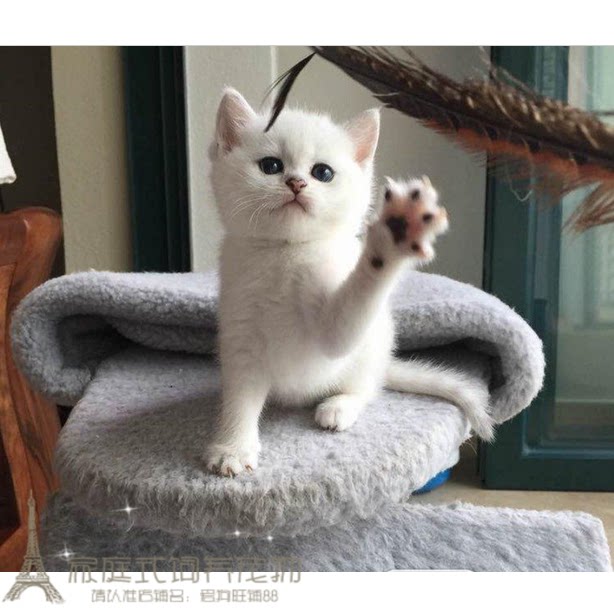 英国短毛猫银色渐层英短银渐层银渐层猫渐层活体宠物猫幼猫幼崽p