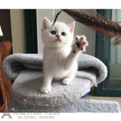 英国短毛猫银色渐层英短银渐层银渐层猫渐层活体宠物猫幼猫幼崽p